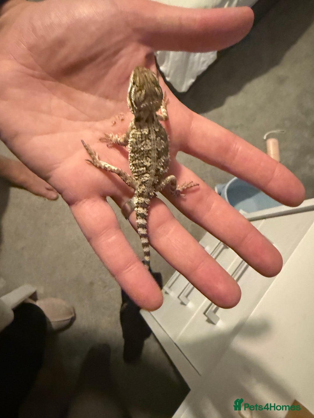 Dragon reptiles for sale: Baby Rankin Dragon - Advert 5