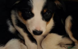 Border Collie dogs for sale: Border collie puppies - Image 4
