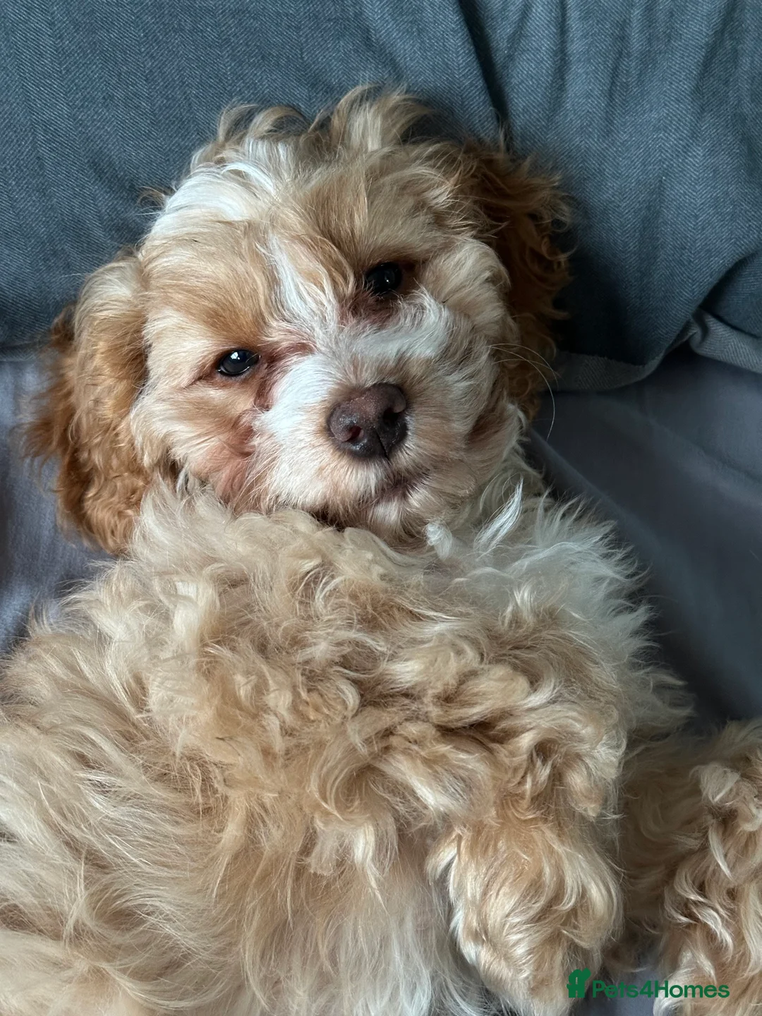 Cockapoo dogs for sale: 4-Month-Old Cockapoo Puppy Looking forForever Home - Advert 4