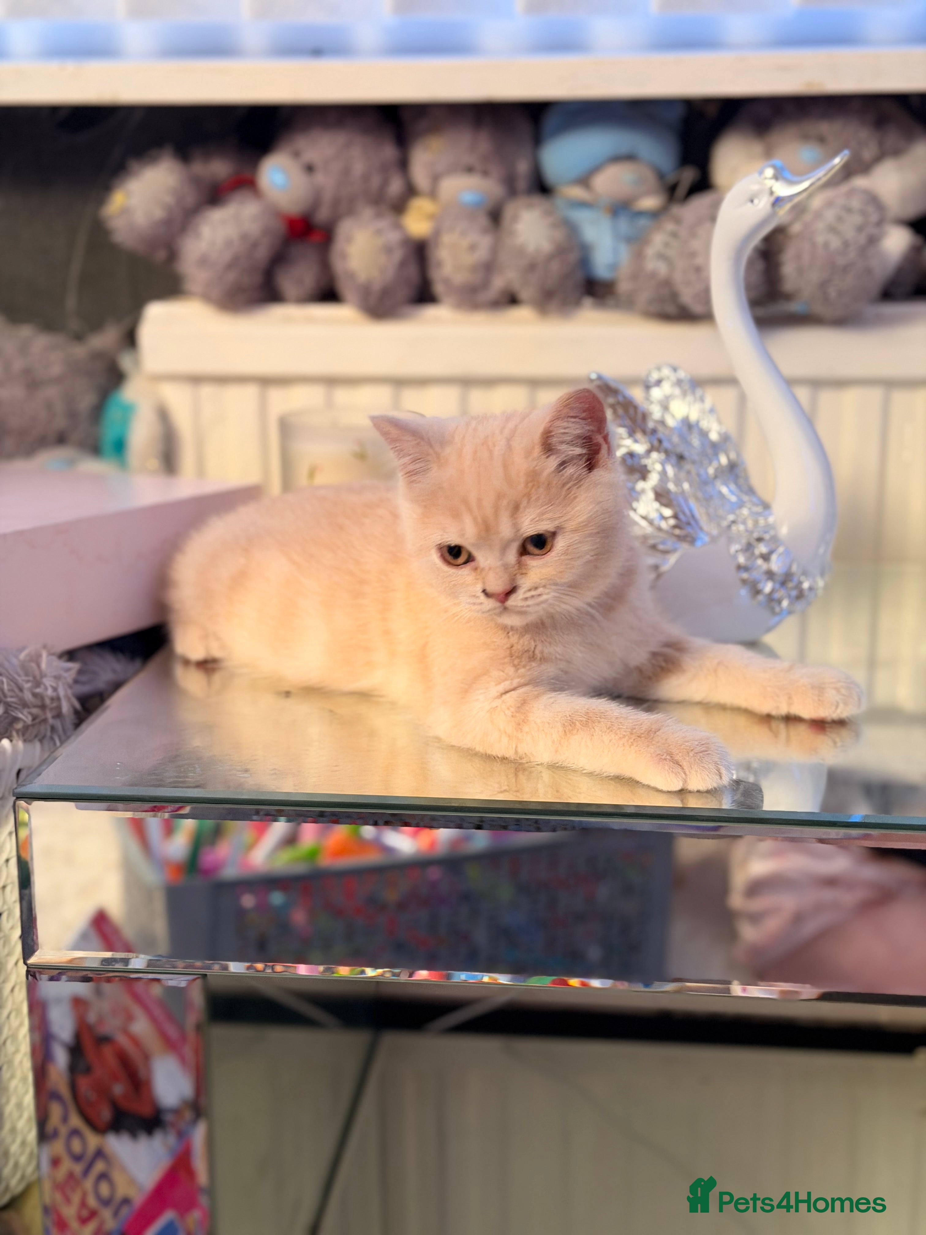 British Shorthair cats CREAM BRITISH SHORT HAIRED KITTENS  - Advert 4