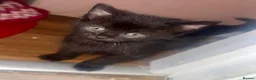 Domestic Shorthair cats for sale: Playful kittens - Advert 2
