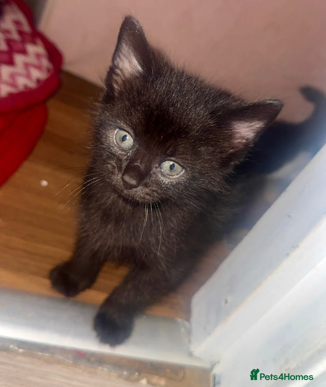 Domestic Shorthair cats for sale: Playful kittens - Advert 2