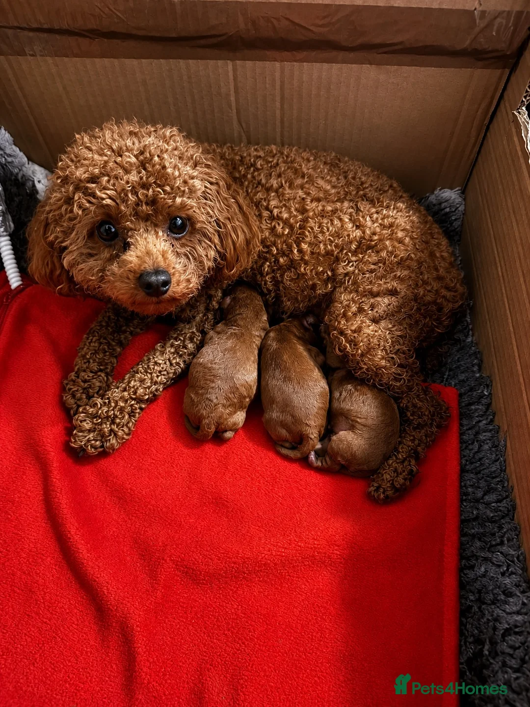 Toy Poodle dogs for sale: 🧝🏼‍♀️🦋✨ Stunning Red Asian Poodle girl, UK  - Advert 2