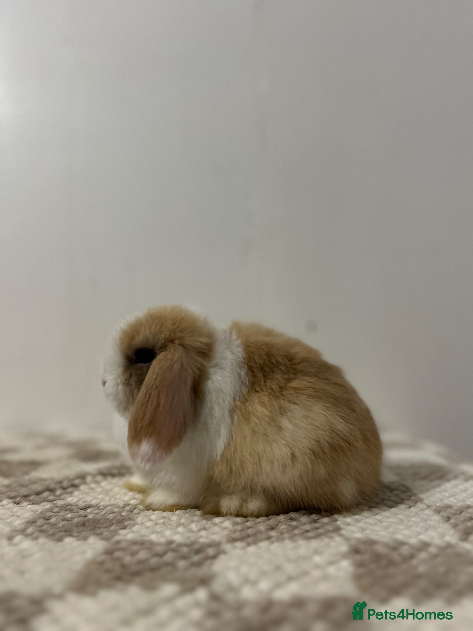 Mini Lop rabbits READY TO LEAVE - Advert 1