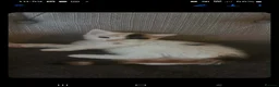 Mixed Breed cats for sale: Kittens  - Advert 4