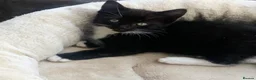 Mixed Breed cats for sale: 1 Beautiful Female Kitten Left  - Advert 24