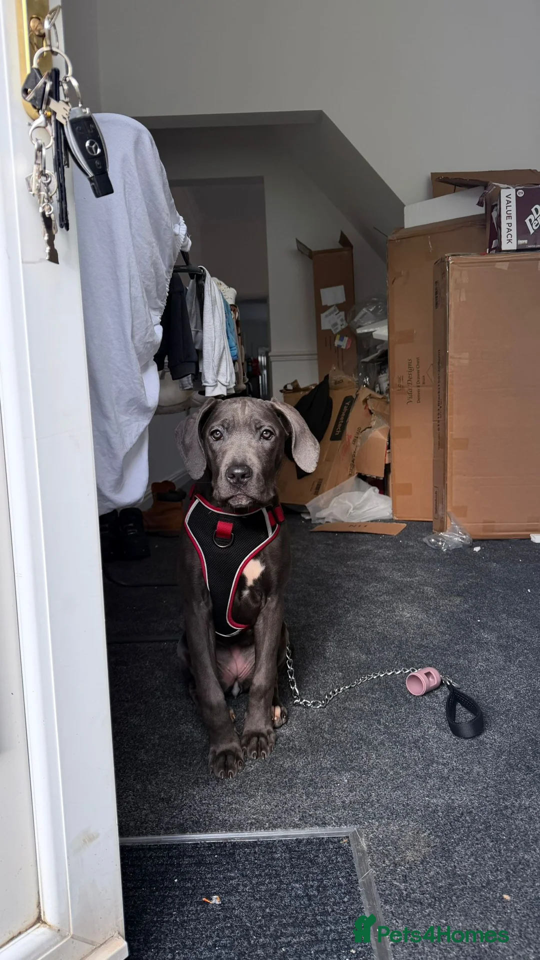 Cane Corso dogs for sale: 5 Month Old Cane Corso - Advert 2