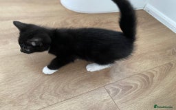 Domestic Shorthair cats for sale: Domestic shorthair - Image 8