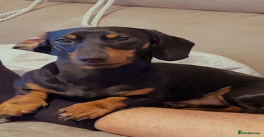 Dachshund dogs - Advert 10