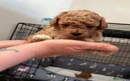 Poochon dogs for sale: 1 female 1 male Poochon puppy.  - Image 9