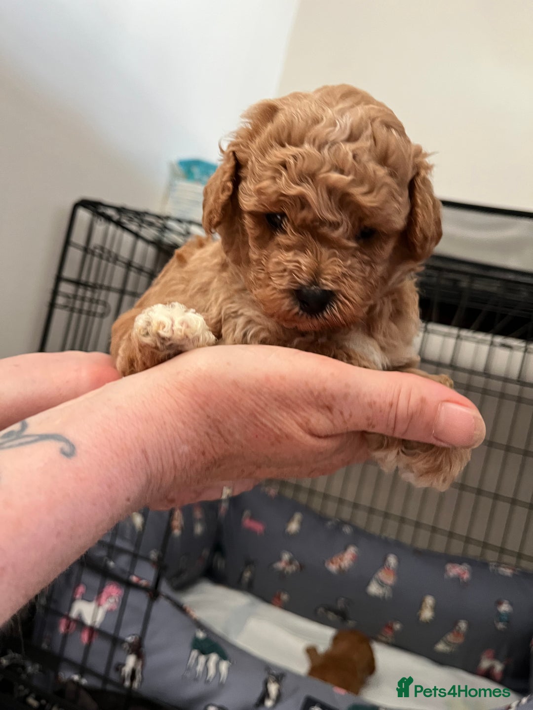 Poochon dogs for sale: 1 female 1 male Poochon puppy.  - Image 9