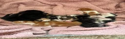 Mixed Breed cats for sale: Mixed tabby kittens in Saint Leonards-on-sea - Advert 2
