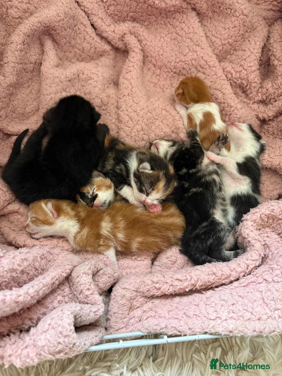 Mixed Breed cats for sale: Mixed tabby kittens in Saint Leonards-on-sea - Advert 2