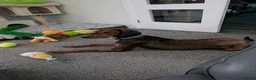Mixed Breed dogs for adoption: James 1 Year Old Segugio Hound Gentle Sensitive • in Sleaford - Advert 2