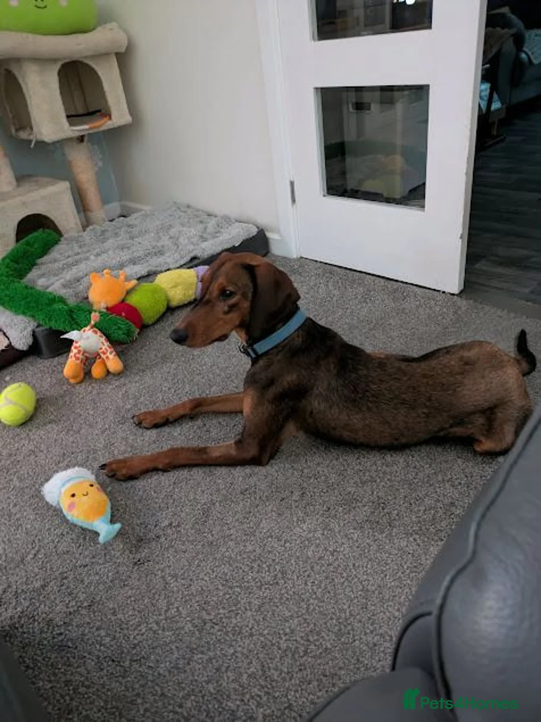 Mixed Breed dogs for adoption: James 1 Year Old Segugio Hound Gentle Sensitive • in Sleaford - Advert 2