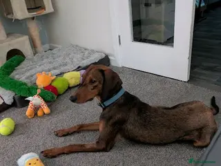 Mixed Breed dogs 🐾 Meet James — Jamie to his friends ❤️ - Advert 1
