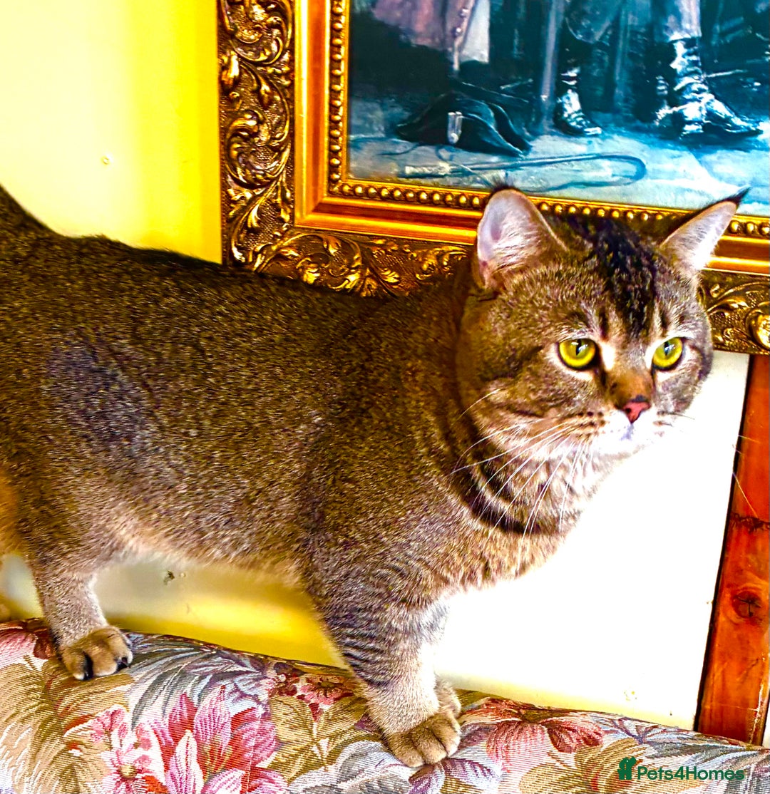 Scottish Fold cats for stud: Scottish Fold Black Gold - Advert 7