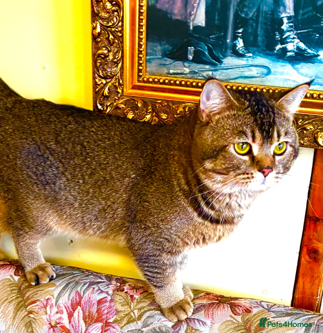 Scottish Fold cats for stud: Scottish Fold Black Gold for Stud - Advert 7