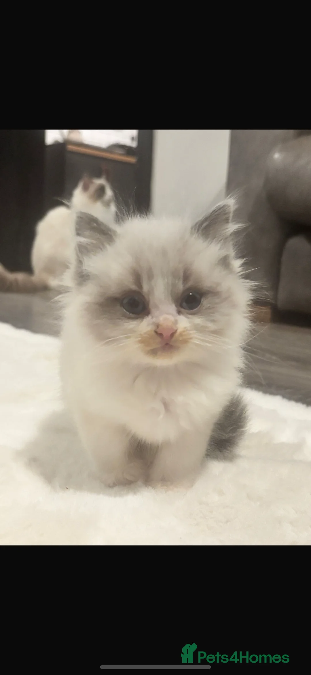 Ragdoll cats for sale: Rag doll kitten  - Advert 4
