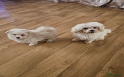 Maltipoo dogs for sale: FINAL REDUCTION F1 dna tested maltipoos - Image 20