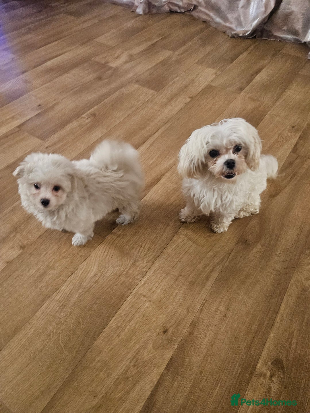 Maltipoo dogs for sale: FINAL REDUCTION F1 dna tested maltipoos - Image 20