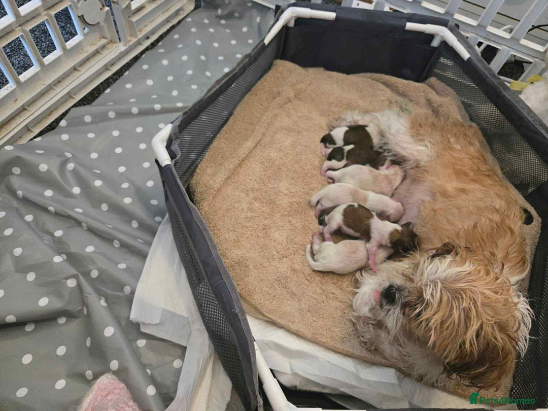 Lhasa Apso dogs for sale: Stunning Lhasa apso pups - Image 2