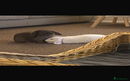 Mini Lop rabbits for sale: Mini lops bonded brother and sister - Image 3