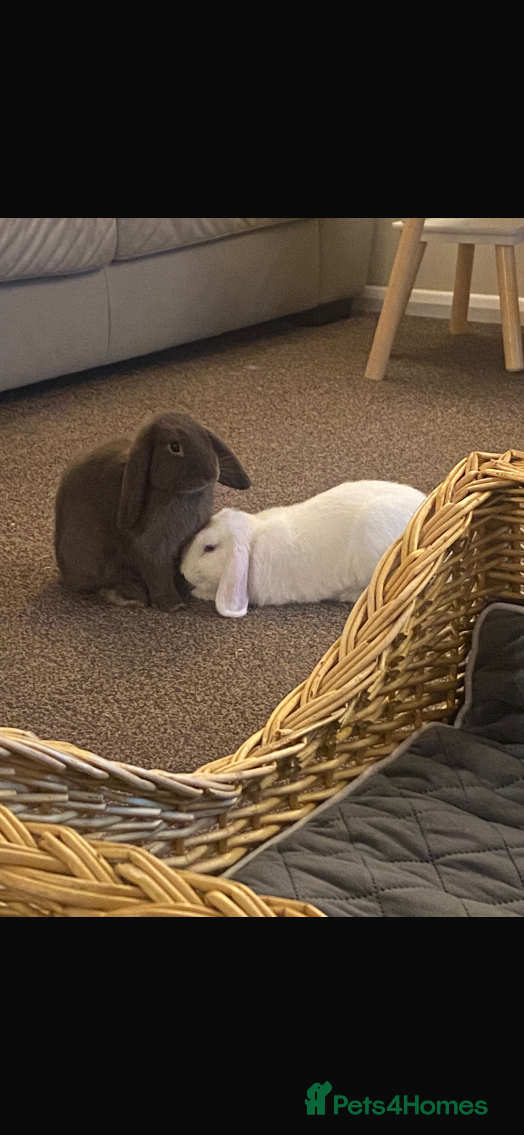 Mini Lop rabbits for sale: Mini lops bonded brother and sister - Image 3
