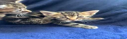 Bengal cats for sale: Belgian kittens  - Advert 2