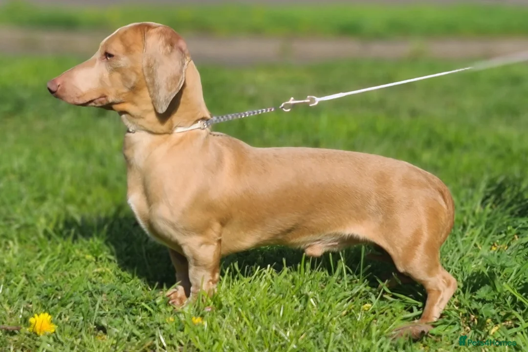 Dachshund dogs for stud: KC registered dachshund for stud - Advert 2