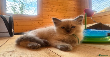 Ragdoll cats - Advert 2
