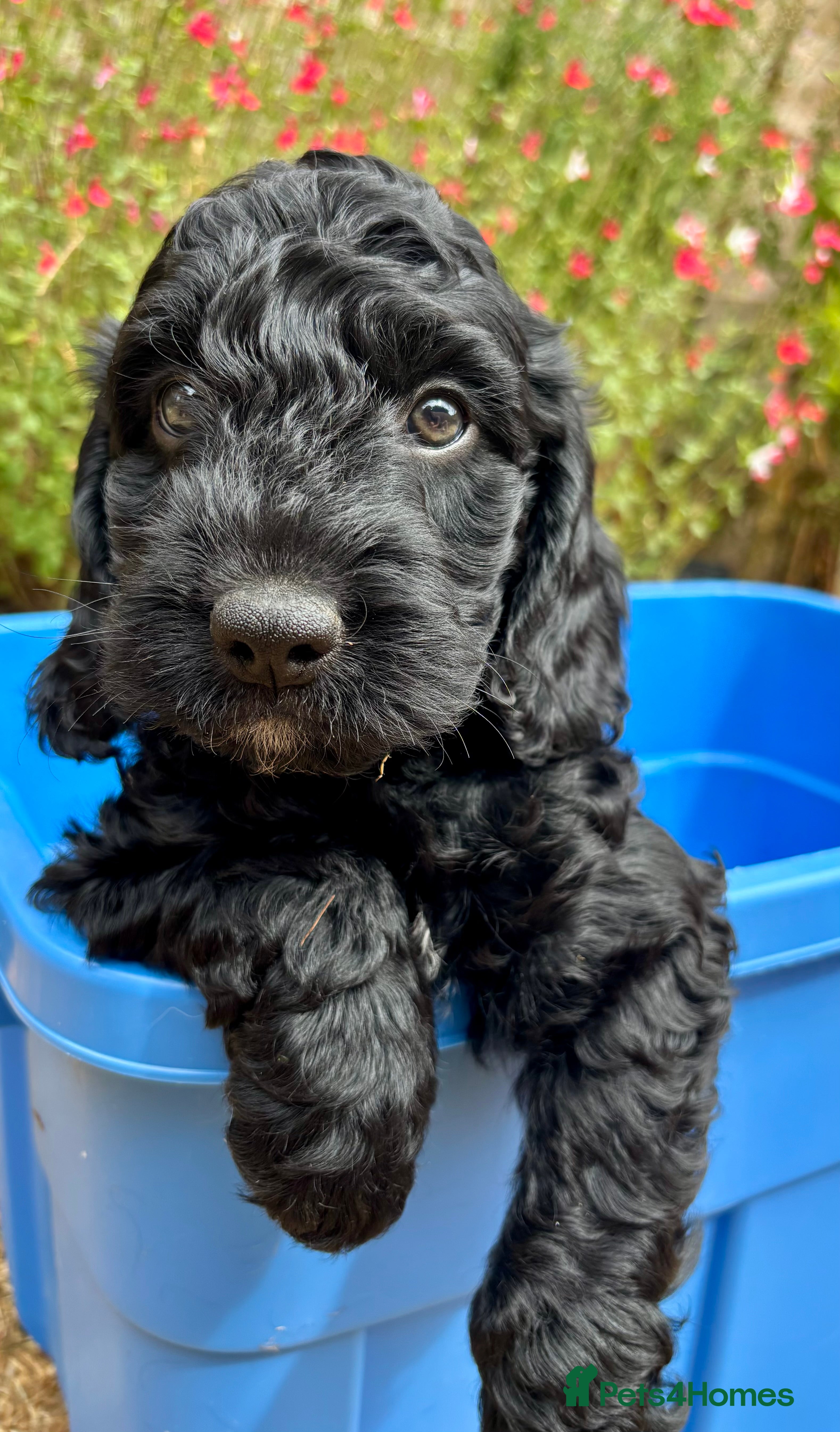 Cockapoo dogs Beautiful F1 Cockerpoo puppies - Advert 2