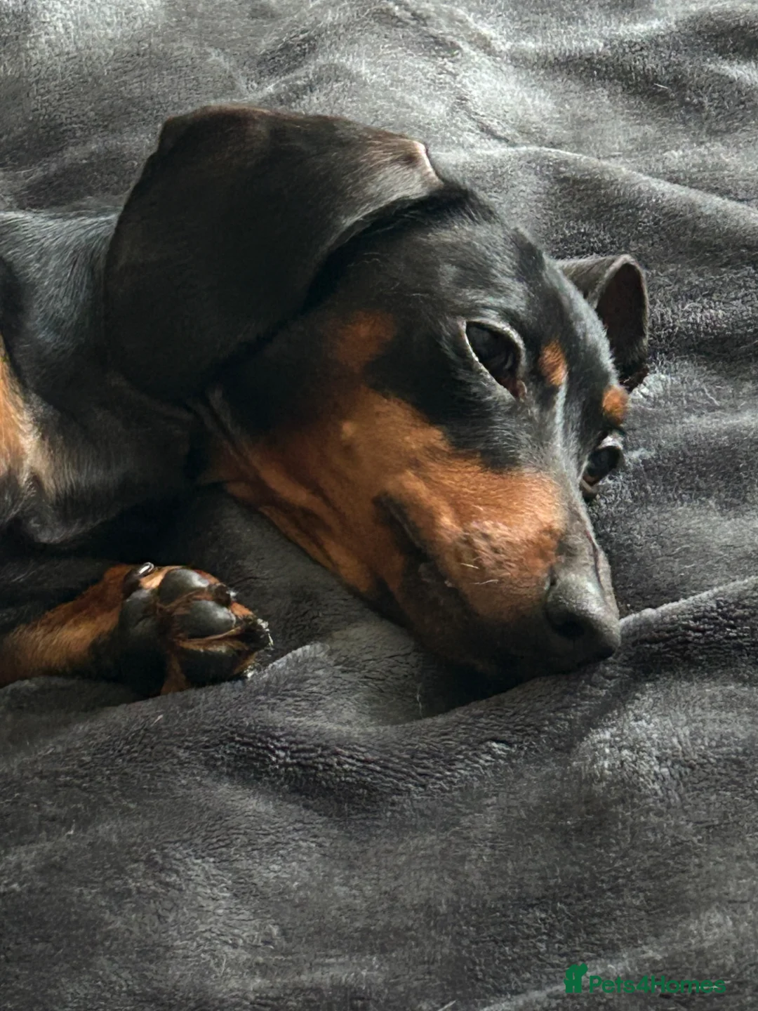 Miniature Dachshund dogs for sale: Miniature Dachshund Female Age 3 years - Advert 2