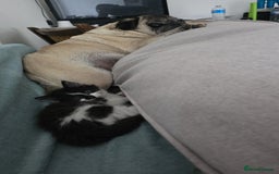 Mixed Breed cats for sale: Cute kittens ready for their new home - Advert 6