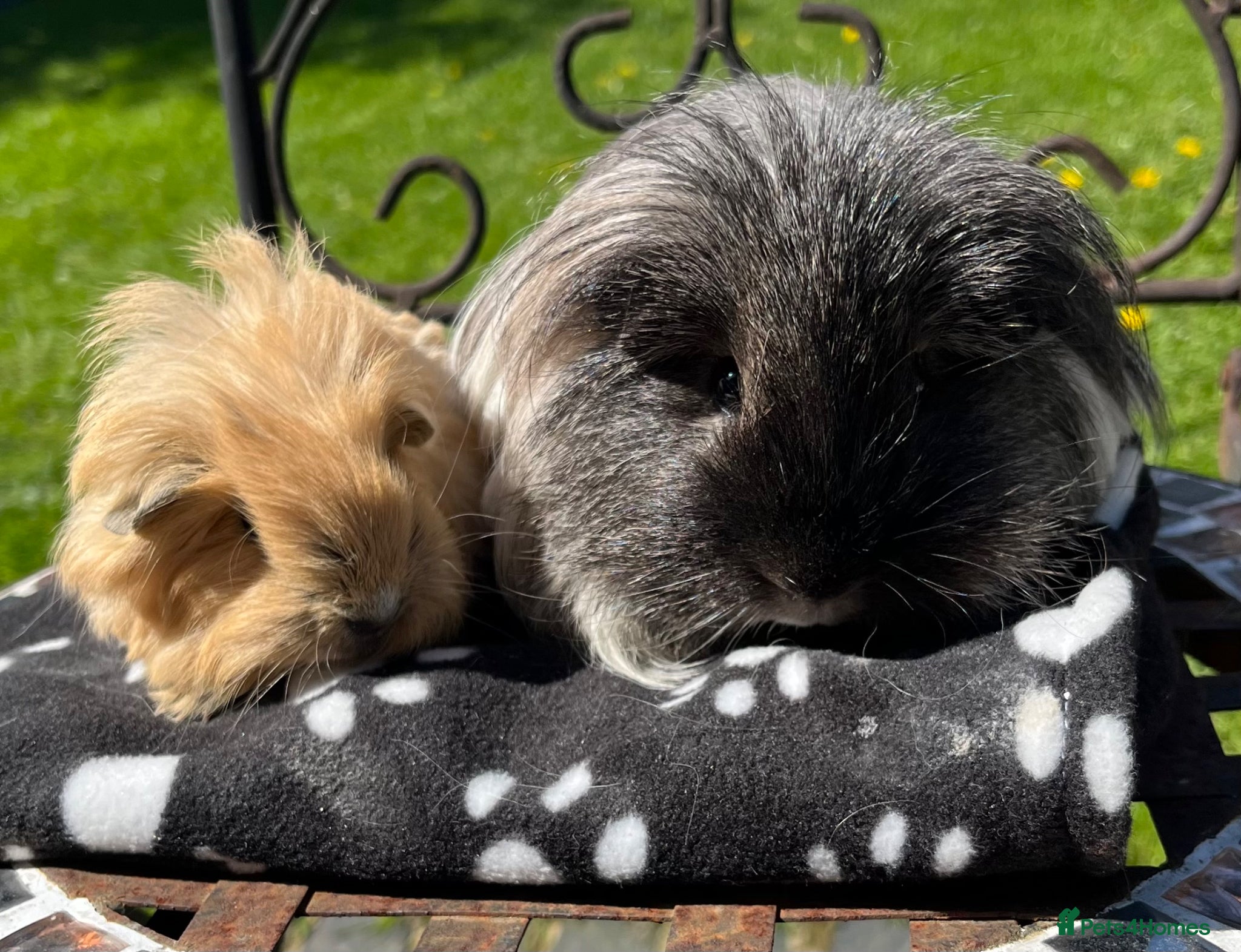 Guinea Pig rodents X2 boys available plus Waiting list available  - Advert 5