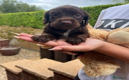 Cocker Spaniel dogs for sale: 7 gorgeous cocker spaniel puppy’s 🐶 - Image 5