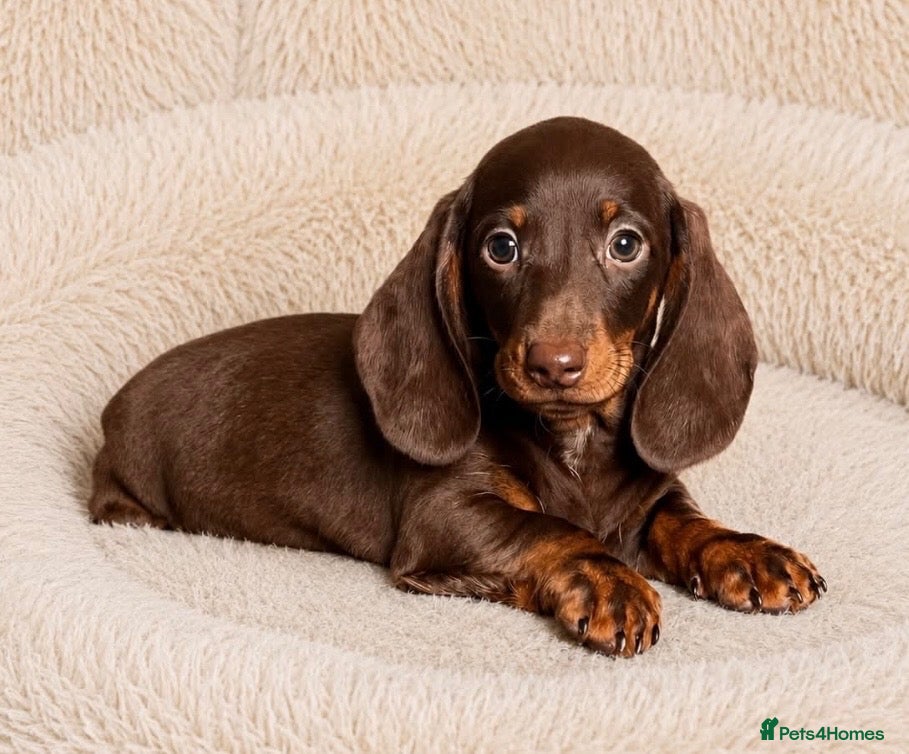 Dachshund dogs Gorgeous  miniature dachshund puppy  - Advert 5
