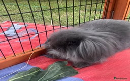 Mini Lion Lop rabbits for sale: Beautiful Grey Mini Lion Lop Baby - Image 4