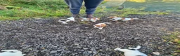Jack Russell dogs for sale: Old fashion type Miniature jack russell puppies - Advert 17