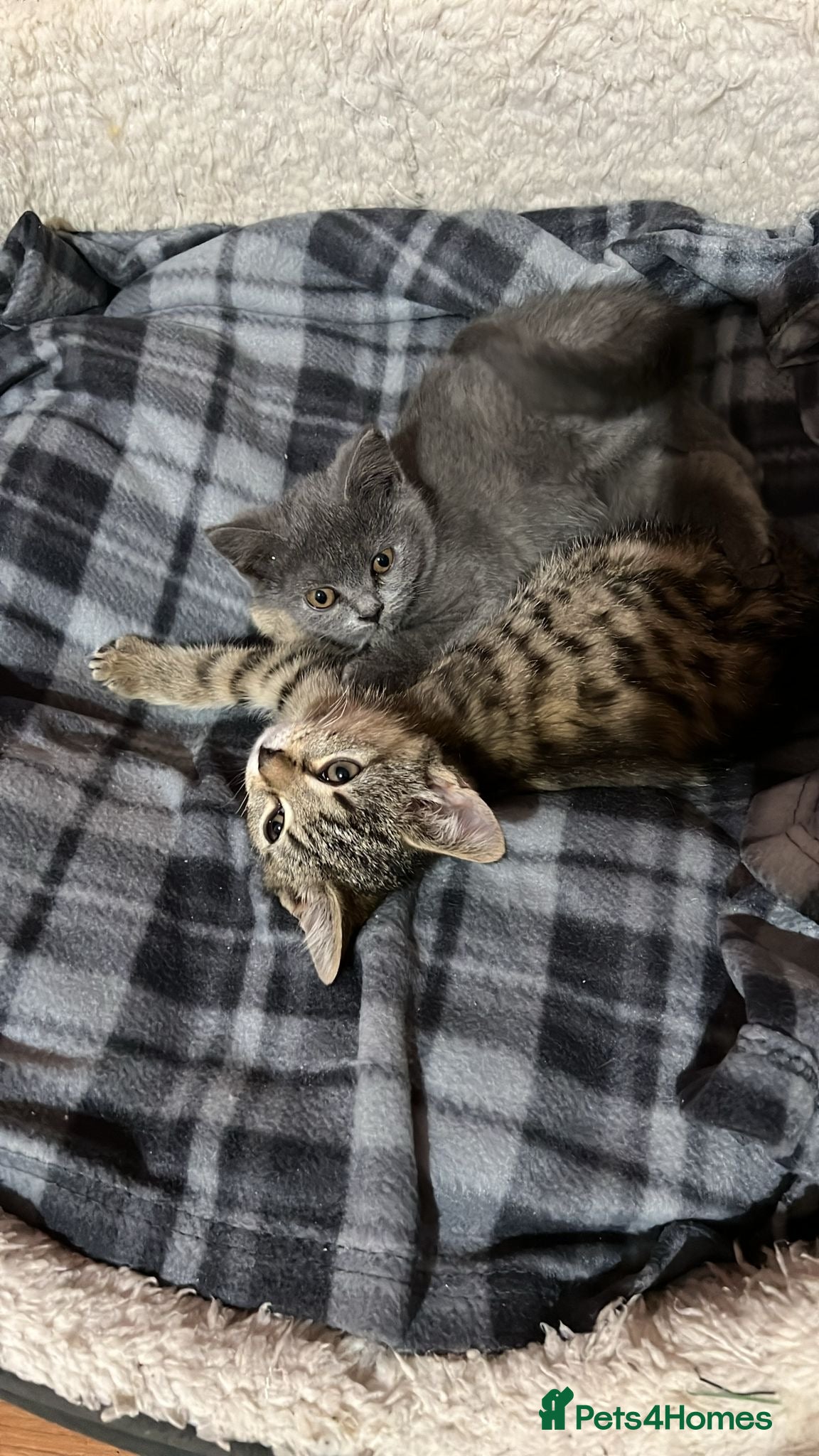 British Shorthair cats Blue girl looking for new home  - Advert 15