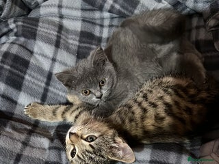 British Shorthair cats Blue girl looking for new home - Advert 15