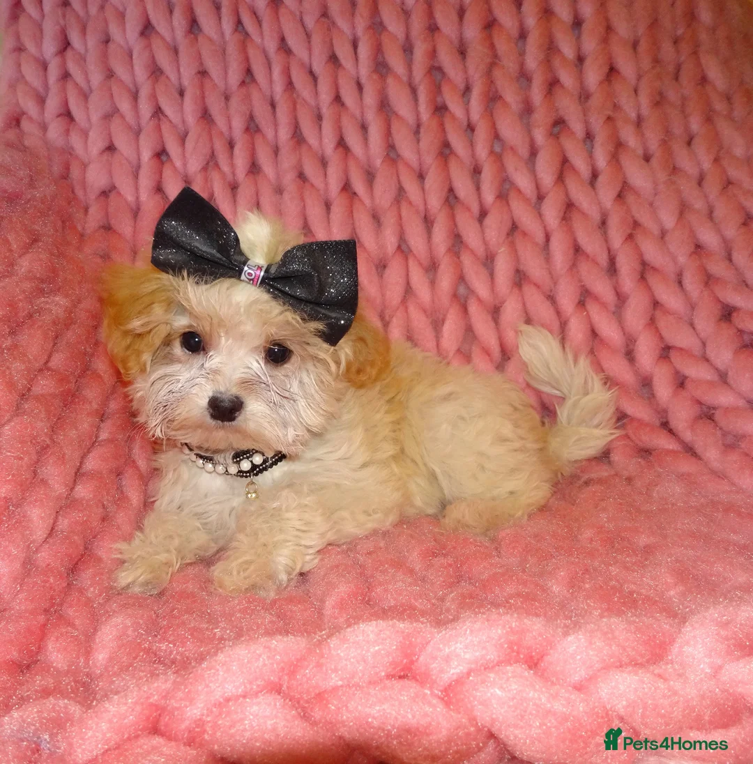 Maltipoo dogs for sale: XXS Apricot F1 Maltese X Toy Poodle Maltipoo Puppy - Advert 1