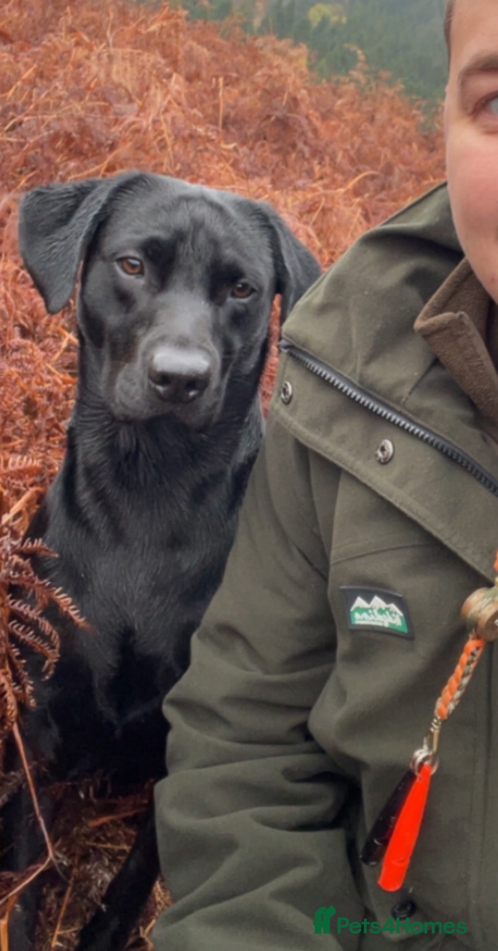 Labrador Retriever dogs KC REG LABRADOR for STUD  - Advert 1