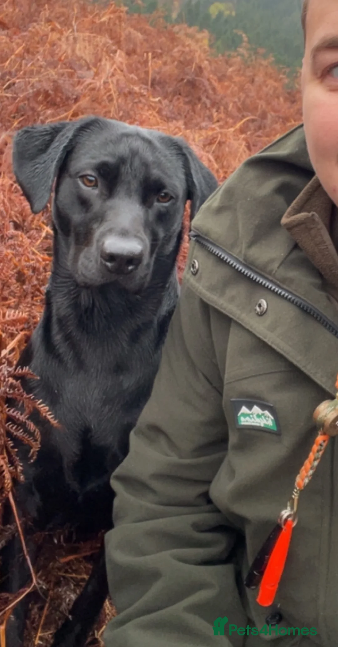 Labrador Retriever dogs for stud: KC REG LABRADOR for STUD  - Advert 1
