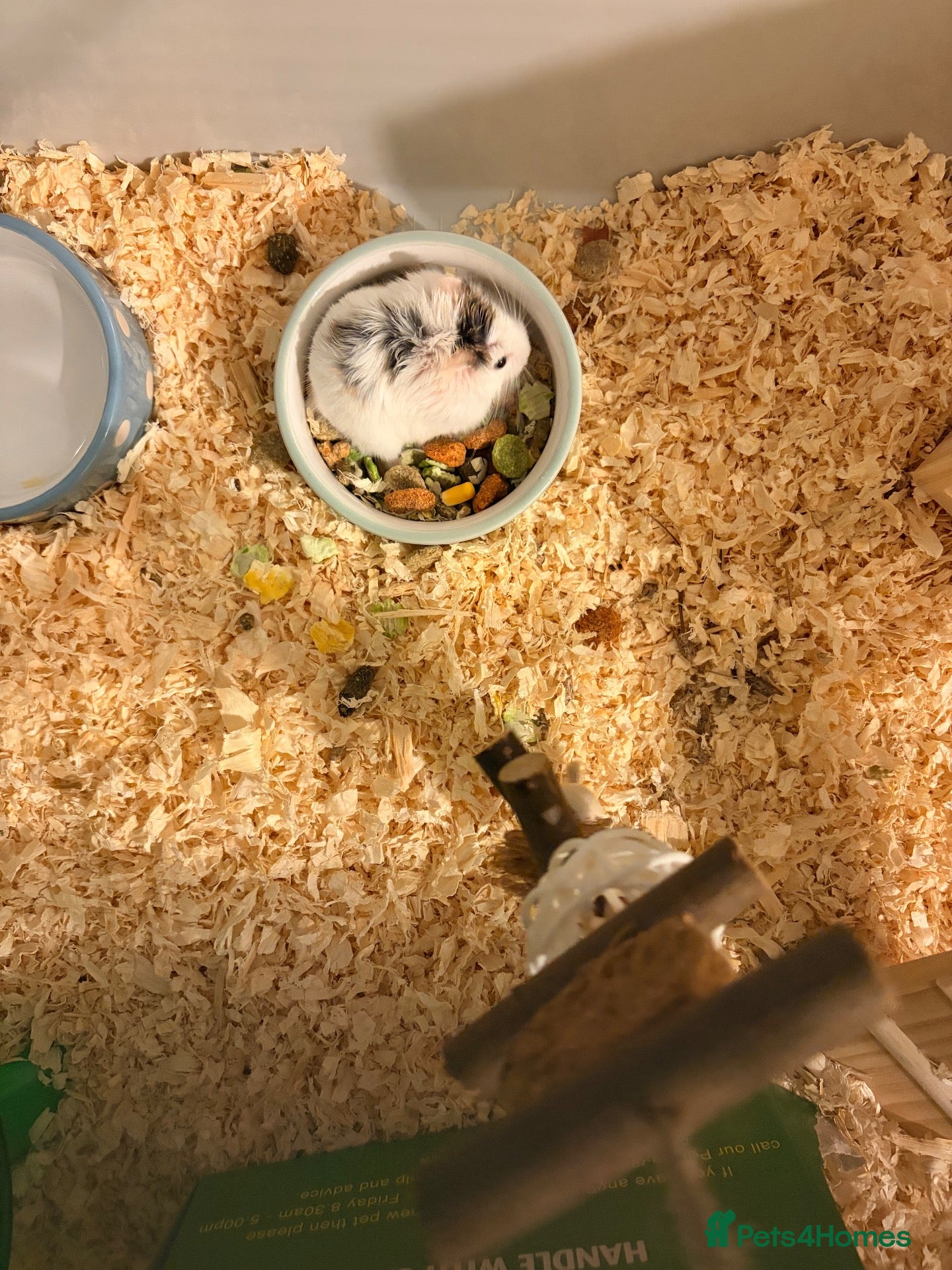 Hamster rodents Roborovski hamster - Advert 6