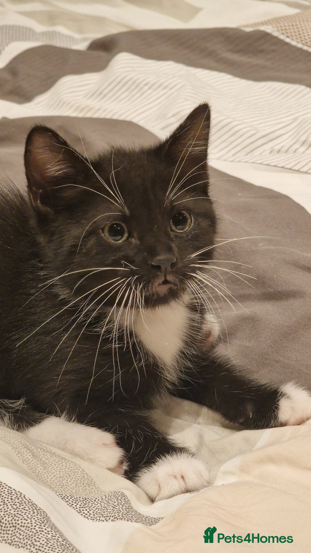 Mixed Breed cats for sale: Kittens  - Image 1