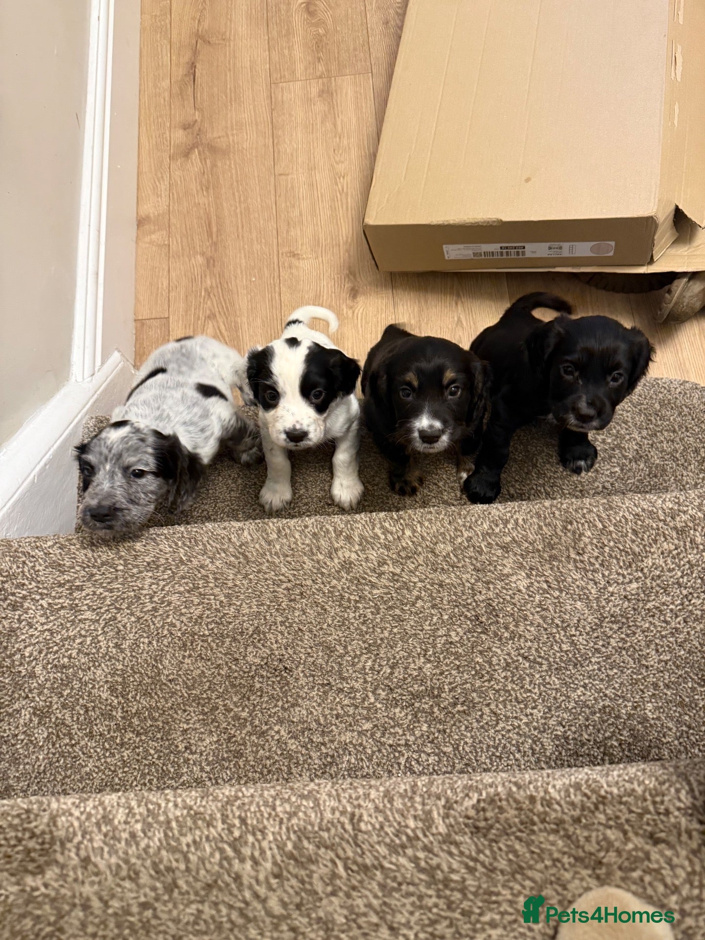 Cocker Spaniel dogs for sale: Beautiful cocker spaniel puppies  - Advert 1
