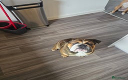 English Bulldog dogs for stud: 1 YEAR OLD MARSHALL READY TO TRY STUDDING  - Image 5