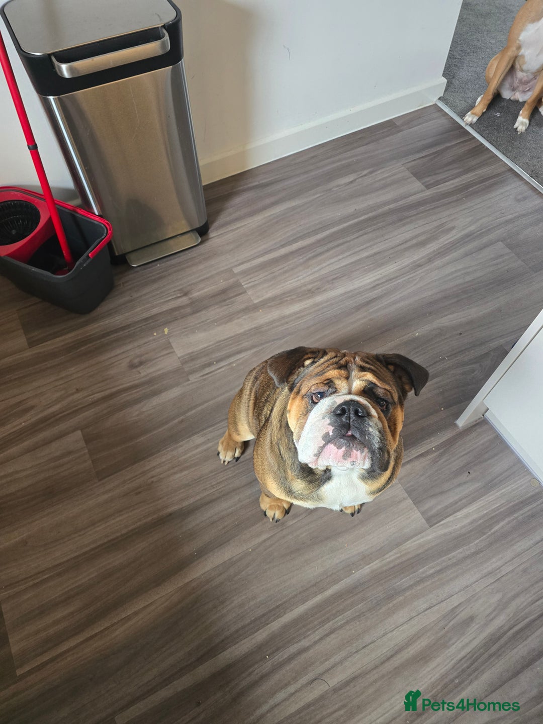 English Bulldog dogs for stud: 1 YEAR OLD MARSHALL READY TO TRY STUDDING  - Image 5