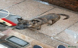 Staffordshire Bull Terrier dogs for sale: Staffie female 2years old  - Image 6
